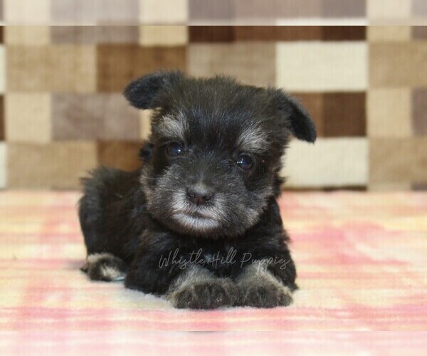 Medium Photo #3 Schnauzer (Miniature) Puppy For Sale in DENVER, PA, USA