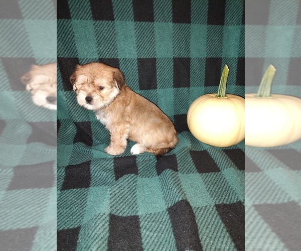 Medium Photo #3 Morkie Puppy For Sale in LAPEER, MI, USA
