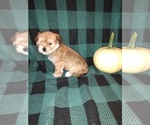 Small #2 Morkie