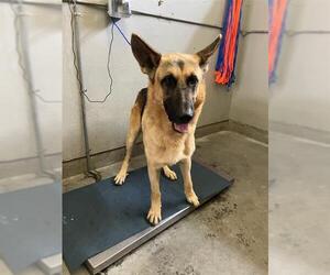 German Shepherd Dog Dogs for adoption in Camarillo, CA, USA