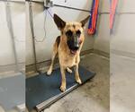 HANS - Male German Shepherd Dog Dog for Adoption - Small photo