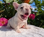 Small #3 French Bulldog