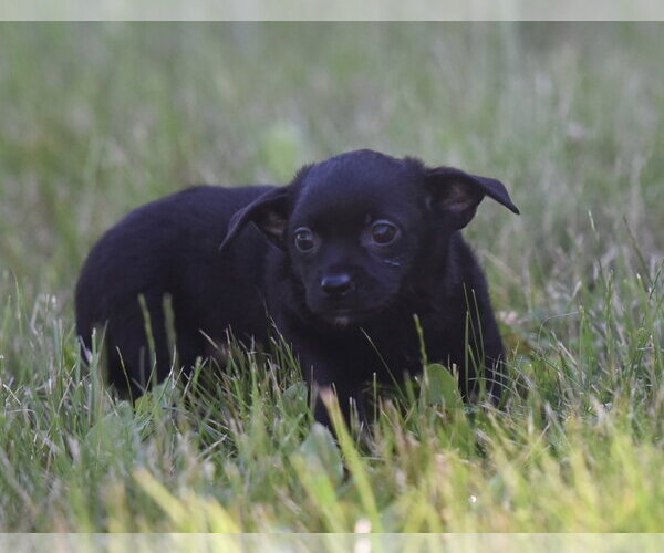 Medium Photo #7 Chihuahua Puppy For Sale in Mechanicsburg, PA, USA