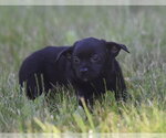 Small #6 Chihuahua