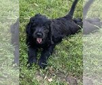 Small #5 Goldendoodle
