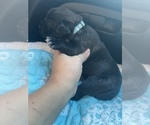 Small Photo #5 Cane Corso Puppy For Sale in BAKERSFIELD, CA, USA