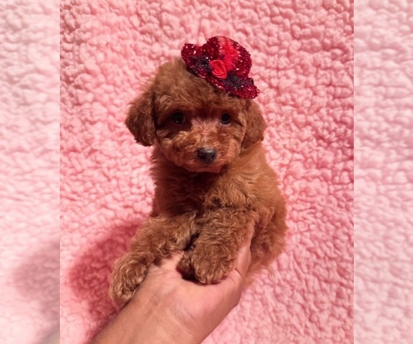 Medium Photo #3 Poodle (Toy) Puppy For Sale in REDLANDS, CA, USA