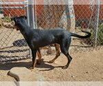 Small Photo #5 Doberman Pinscher-Unknown Mix Puppy For Sale in Apple Valley, CA, USA