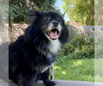 Small #1 Pomeranian