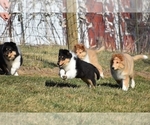 Small Photo #2 Collie Puppy For Sale in DANVILLE, PA, USA