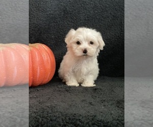 Maltipoo Puppy for sale in BEECH GROVE, IN, USA