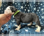 Puppy Peri Alapaha Blue Blood Bulldog