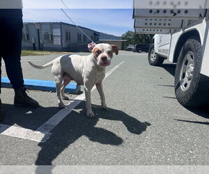 Boxer-Unknown Mix Dogs for adoption in San Andreas, CA, USA
