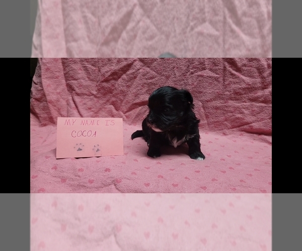 Medium Photo #8 Maltipoo Puppy For Sale in BROOKFIELD, MO, USA