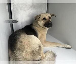 German Shepherd Dog-Unknown Mix Dogs for adoption in Houston, TX, USA