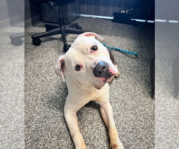 Medium Photo #3 Bullypit Puppy For Sale in Techny, IL, USA