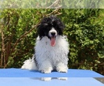 Small #4 Poodle (Toy)