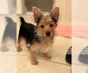Yorkshire Terrier Puppy for Sale in VALRICO, Florida USA
