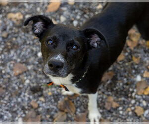 Border Collie-Unknown Mix Dogs for adoption in Ames, IA, USA