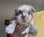 Puppy Puppy 1 French Bulldog