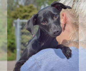 Max - Male Dachshund-Italian Greyhound Mix Dog for Adoption - Photo #5