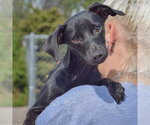 Small Photo #5 Dachshund-Italian Greyhound Mix Puppy For Sale in Huntley, IL, USA