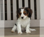 Small #1 Cavapoo