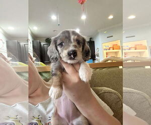 Dachshund Dogs for adoption in Columbus, IN, USA