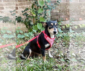 Dachshund-Unknown Mix Dogs for adoption in Missouri City, TX, USA