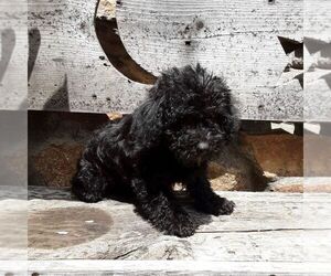 YorkiePoo Puppy for sale in RISING SUN, MD, USA