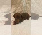 Small Photo #1 Labradoodle Puppy For Sale in GREEN BAY, WI, USA