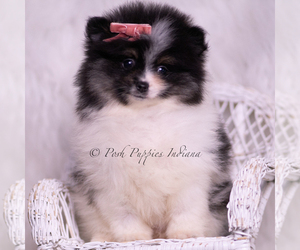 Medium Pomeranian