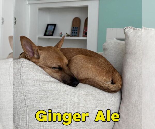 Medium Photo #7 Dachshund-Unknown Mix Puppy For Sale in San Antonio, TX, USA