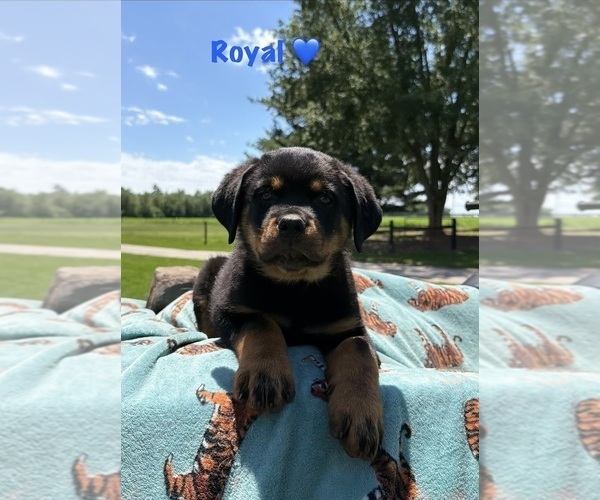 Medium Photo #4 Rottweiler Puppy For Sale in WHEATFIELD, IN, USA