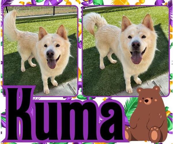 Medium Photo #1 Chow Chow-Unknown Mix Puppy For Sale in Pearland, TX, USA