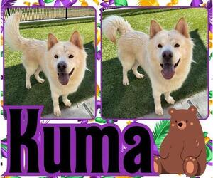 Chow Chow-Unknown Mix Dogs for adoption in Pearland, TX, USA