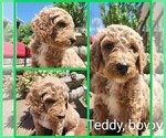 Small Photo #4 Poodle (Standard)-Unknown Mix Puppy For Sale in LEXINGTON, IN, USA
