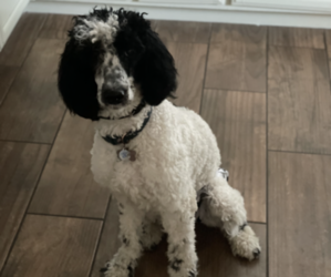 Poodle (Standard) Puppy for sale in VISALIA, CA, USA