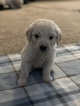 Small Photo #39 Goldendoodle Puppy For Sale in VACAVILLE, CA, USA