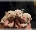 Small Photo #1 French Bulldog Puppy For Sale in BONE CAVE, TN, USA