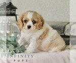 Small #2 Cavachon