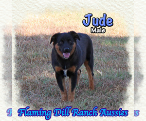 Miniature Australian Shepherd Puppy for sale in FORESTBURG, TX, USA