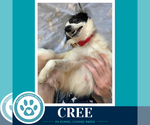 Small #2 Papillon Mix