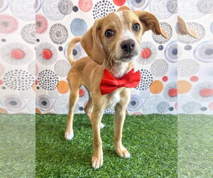 Chihuahua-Unknown Mix Dogs for adoption in Corona, CA, USA