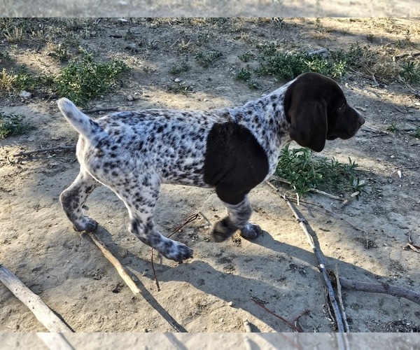 Medium Photo #42 German Shorthaired Pointer Puppy For Sale in EVANSVILLE, WY, USA