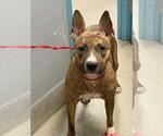 Small American Pit Bull Terrier Mix