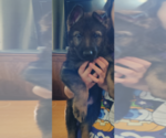 Puppy Moose German Shepherd Dog