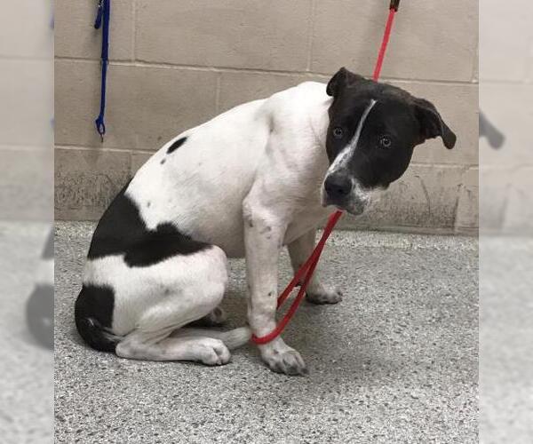 Medium Photo #1 American Pit Bull Terrier-Unknown Mix Puppy For Sale in Conroe, TX, USA