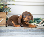 Puppy Jackson Dachshund