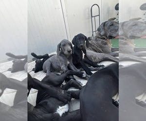 Blue Lacy-Great Dane Mix Puppy for sale in BELL GARDENS, CA, USA